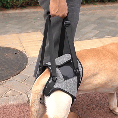 meilleur harnais pour chien-réeducation