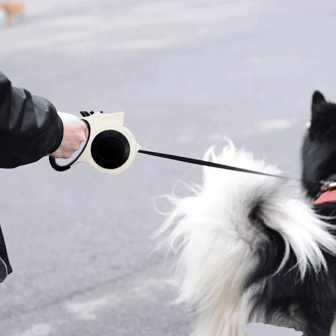 laisse retractable chien