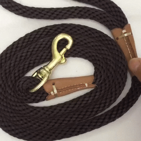 laisse chien purpre-CBP