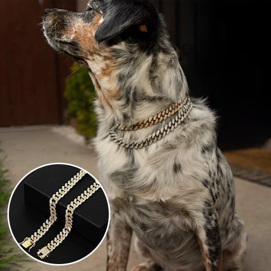 collier chaine chien - Mon chien confortable
