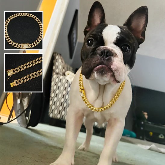 collier chaine chien - Mon chien confortable