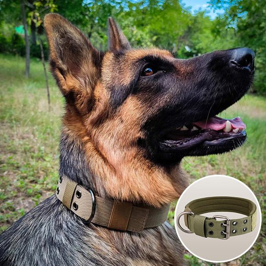 collier de dressage pour chien - Mon chien confortable