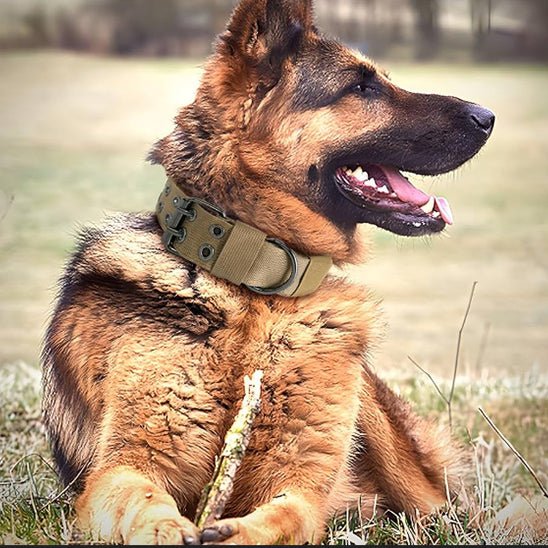 collier de dressage pour chien - Mon chien confortable