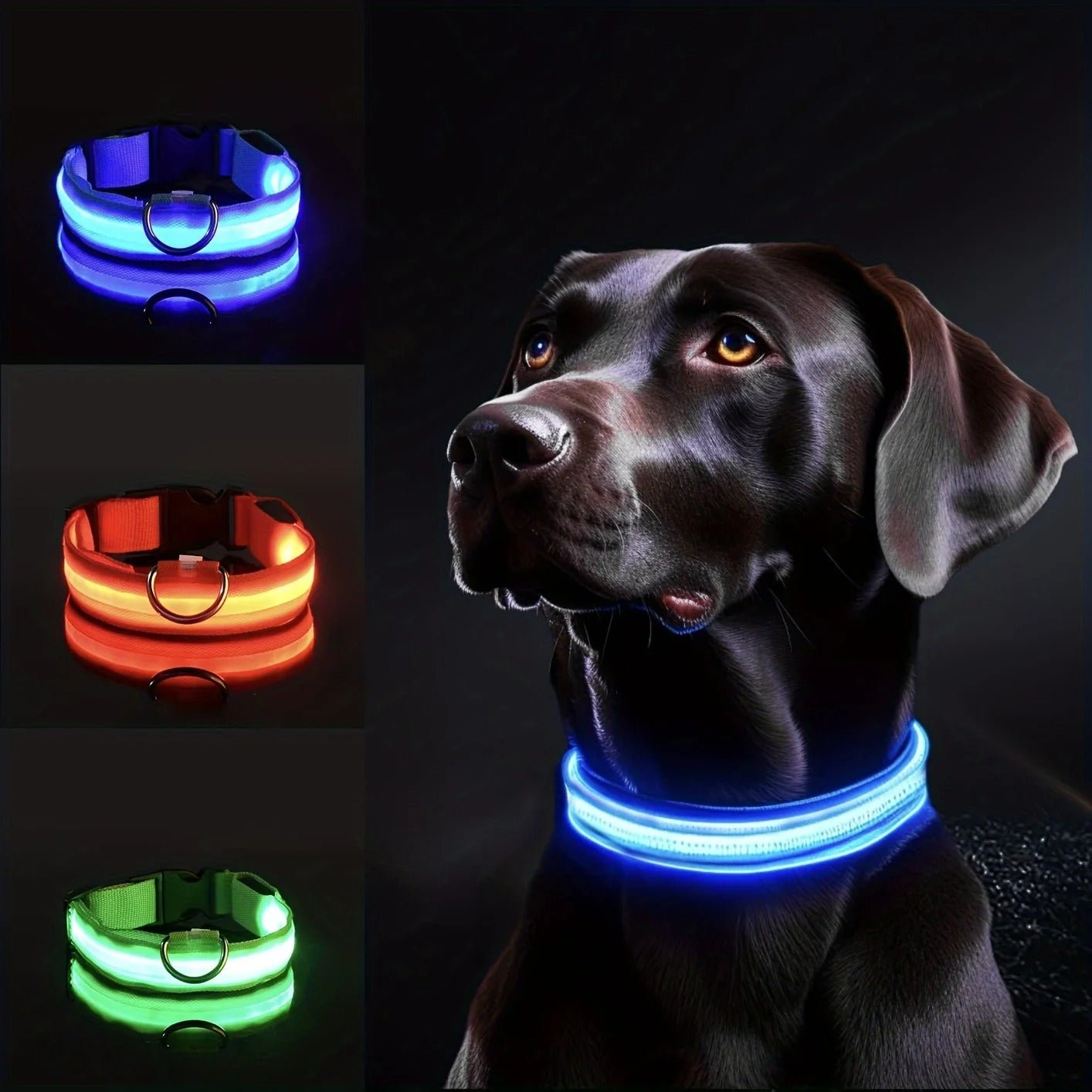 collier lumineux chien - Mon chien confortable