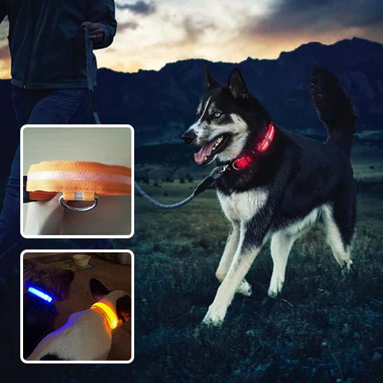 collier lumineux chien - Mon chien confortable
