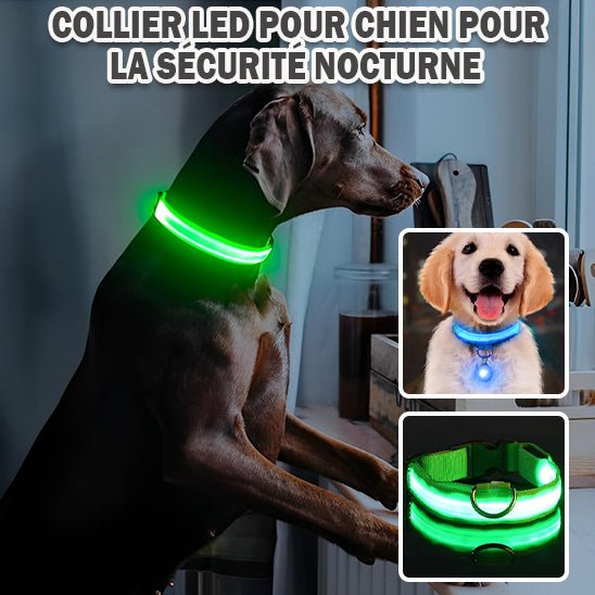 collier lumineux chien - Mon chien confortable