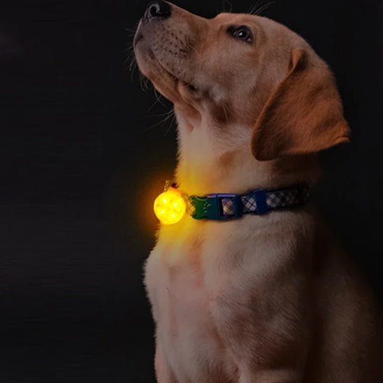 collier lumineux chien - Brillant - Mon chien confortable