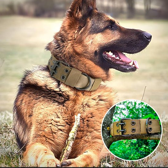 collier pour chien - Mon chien confortable
