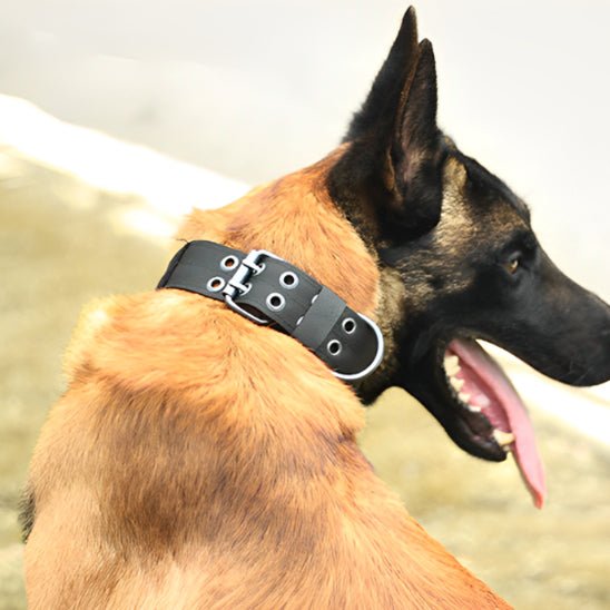 collier pour chien - Mon chien confortable