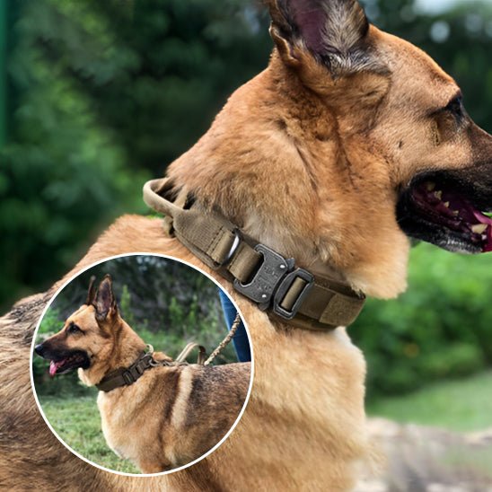 collier pour chien personnalisable - Mon chien confortable