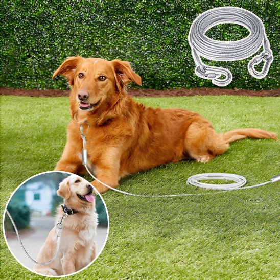 Double laisse pour chien - Mon chien confortable