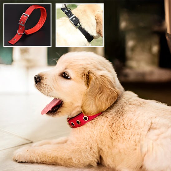 dressage chien collier - Mon chien confortable