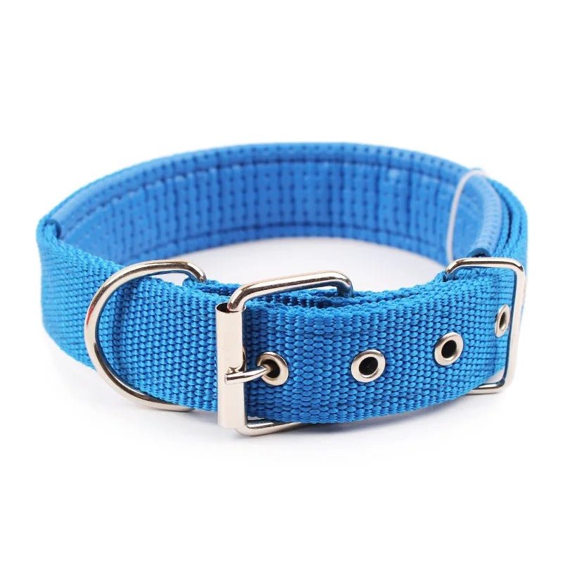 dressage chien collier - Mon chien confortable