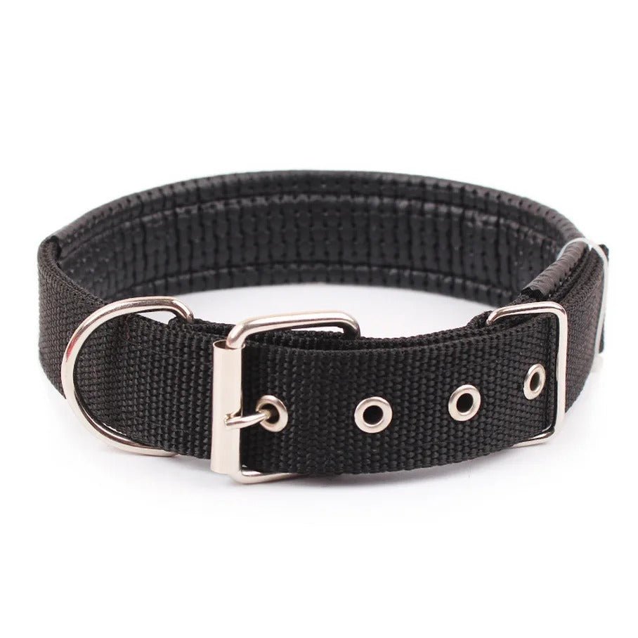 dressage chien collier - Mon chien confortable