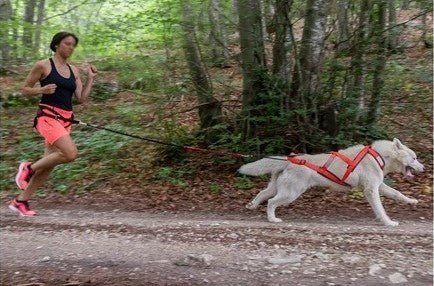 harnais anti traction pour chien - XBack - Mon chien confortable