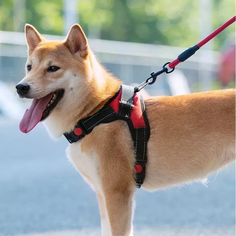 harnais chien - Mon chien confortable