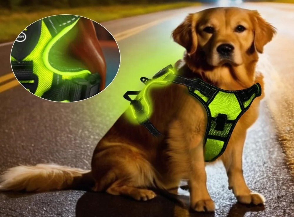harnais pour chien - LEDeclairé - Mon chien confortable
