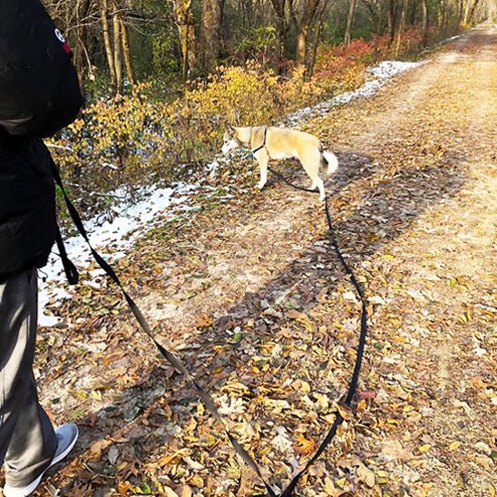 Laisse chien en air - Mon chien confortable