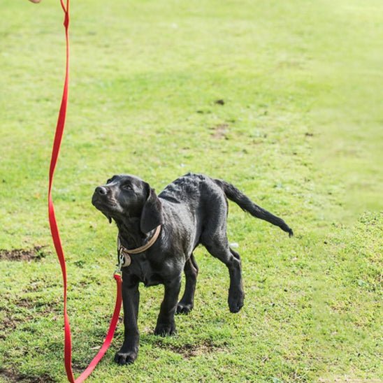 Laisse chien en air - Mon chien confortable