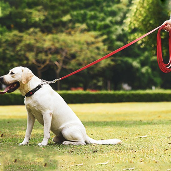 Laisse chien en air - Mon chien confortable