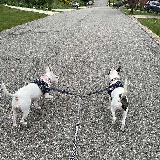 laisse double pour chien - Mon chien confortable