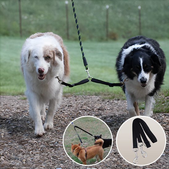 laisse double pour chien - Mon chien confortable