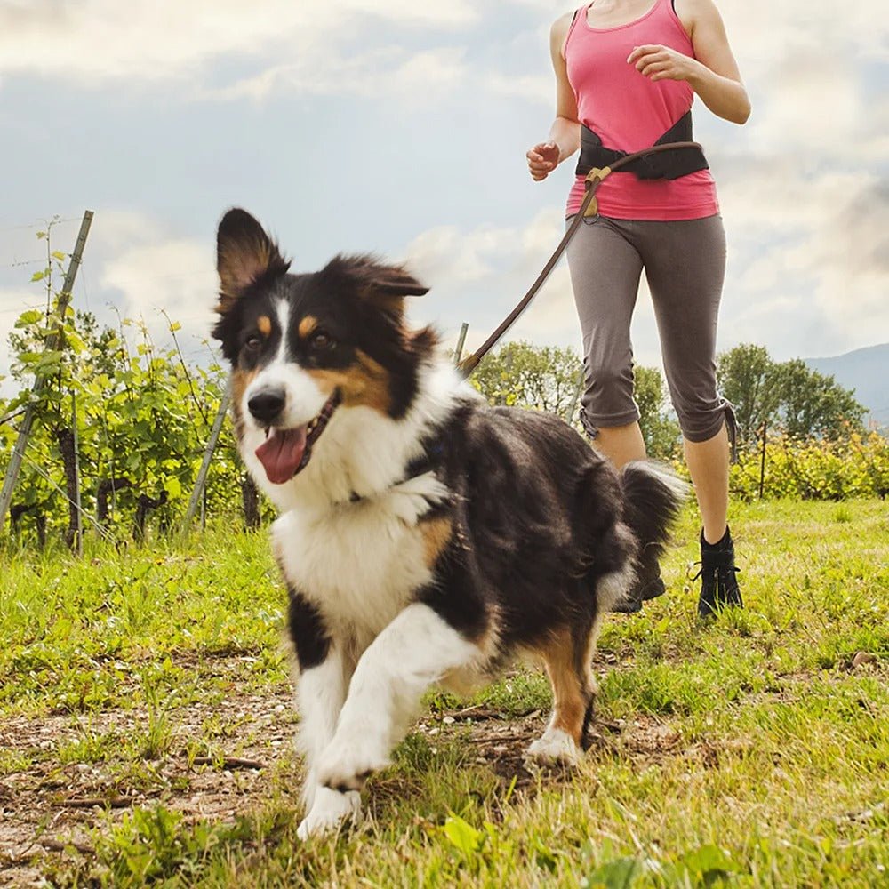 laisse mains libres pour chiens - Mon chien confortable
