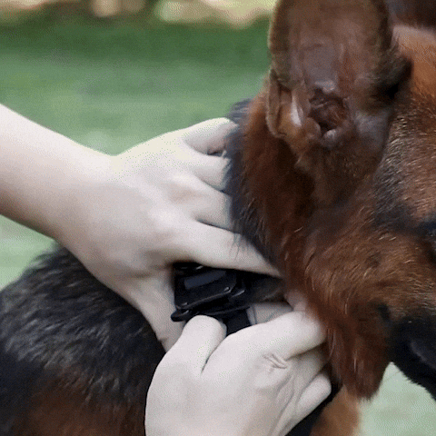 collier pour chien personnalisable