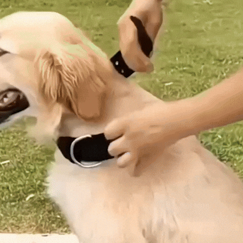 collier pour chien