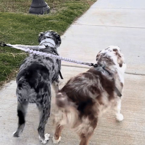 une laisse de chien