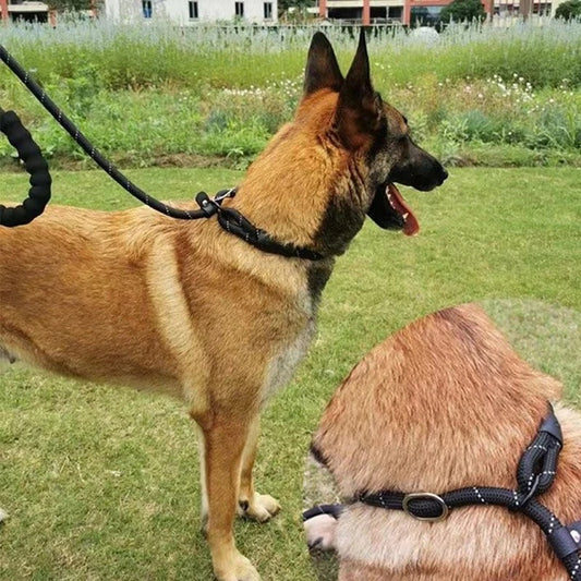 laisses pour chien-dressage