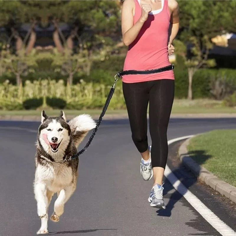 laisse pour chien main libre