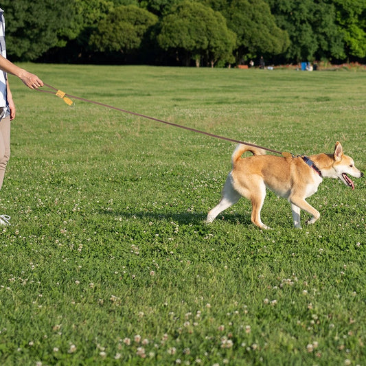 laisse mains libres pour chiens