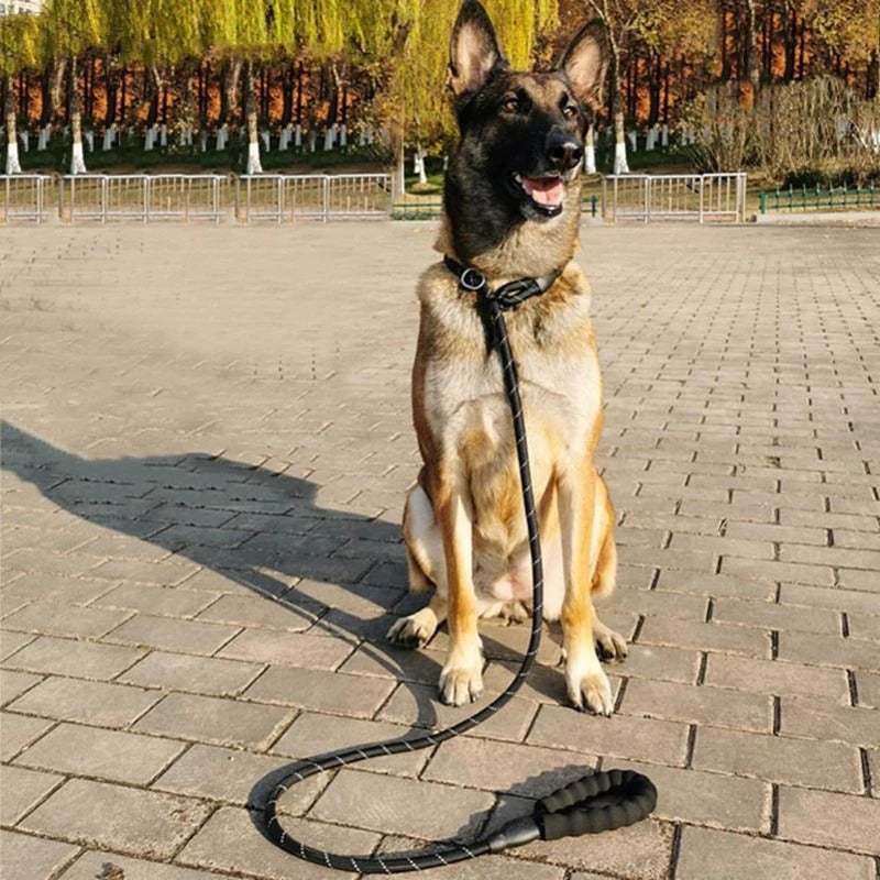 laisses pour chien-dressage