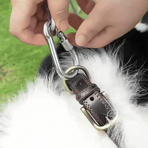 laisse pour chien-Gclair