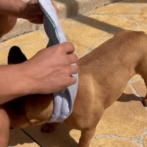 gilet de sauvetage pour chien