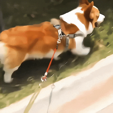 laisse corde pour chien