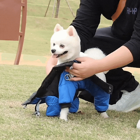 chien manteau