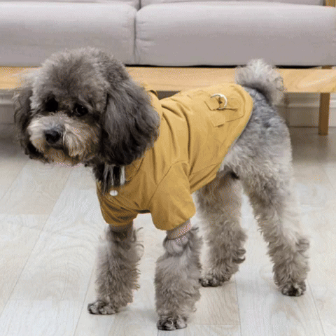 Gilet de sauvetage chien-Hiver