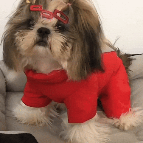 manteau pour chien-LOOP