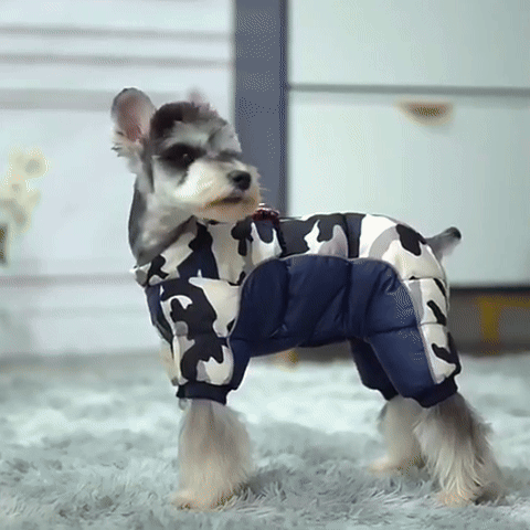 Chien manteau-Hiver