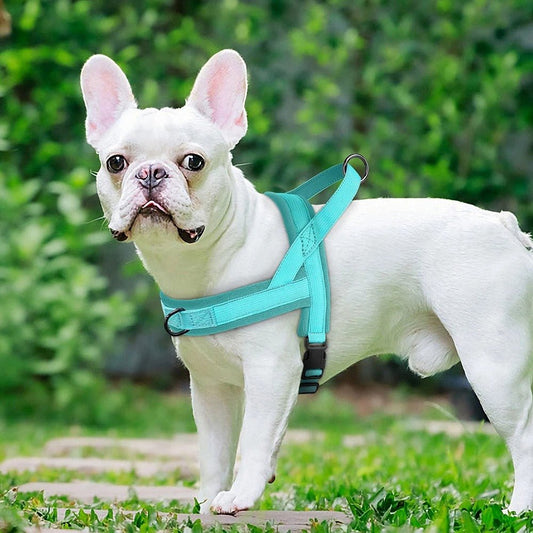 Chien harnais - NylonSFP - Mon chien confortable