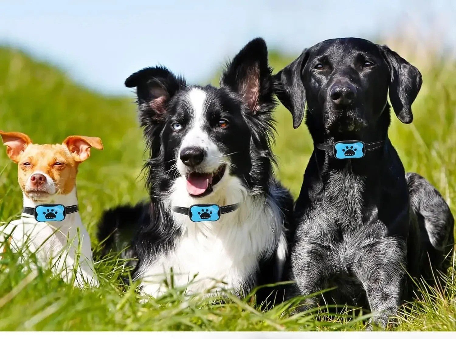 collier anti aboiement chien - Mon chien confortable