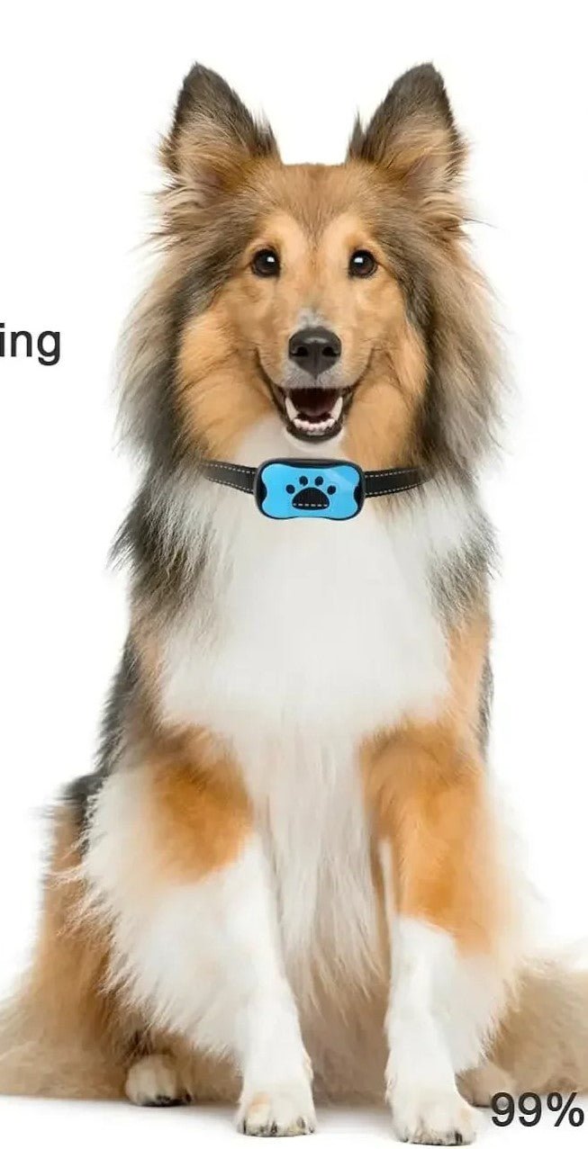 collier anti aboiement chien - Mon chien confortable