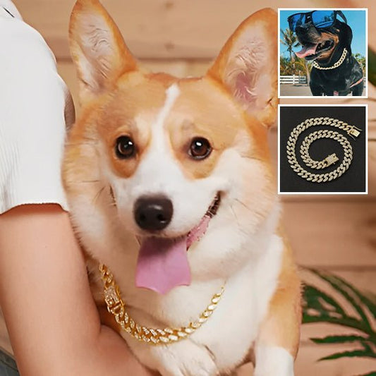 collier chaine chien - Mon chien confortable