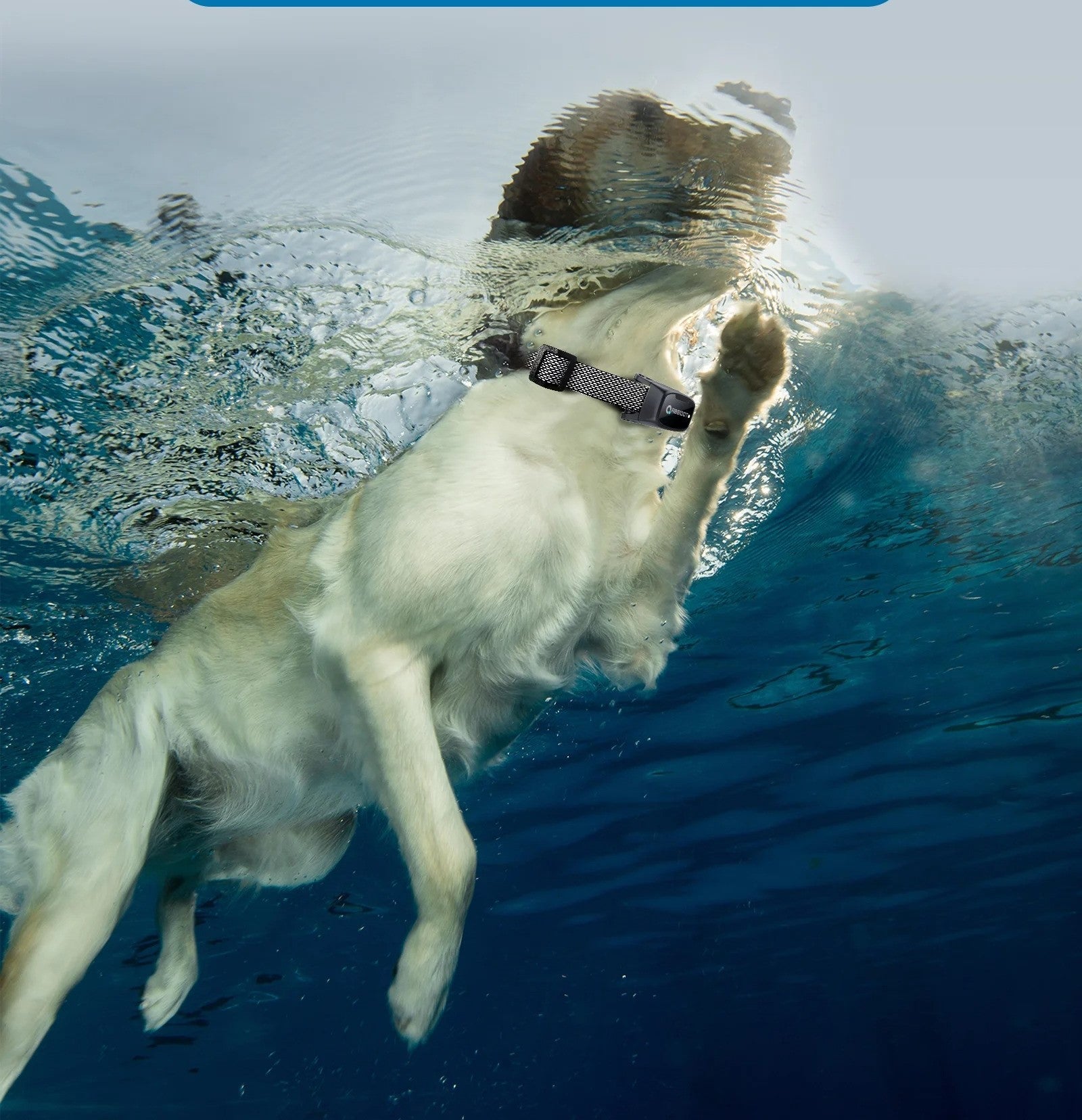 collier chien de dressage - Mon chien confortable