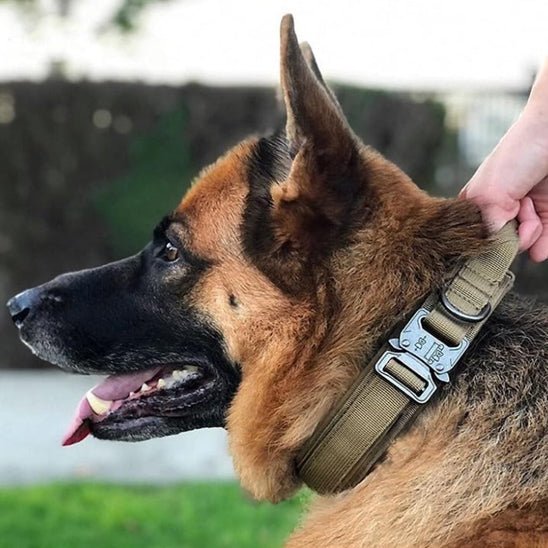 collier chien de dressage - Mon chien confortable