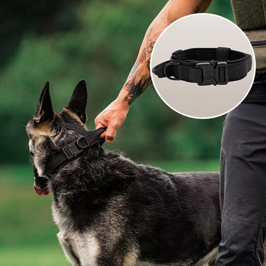 collier chien de dressage - Mon chien confortable