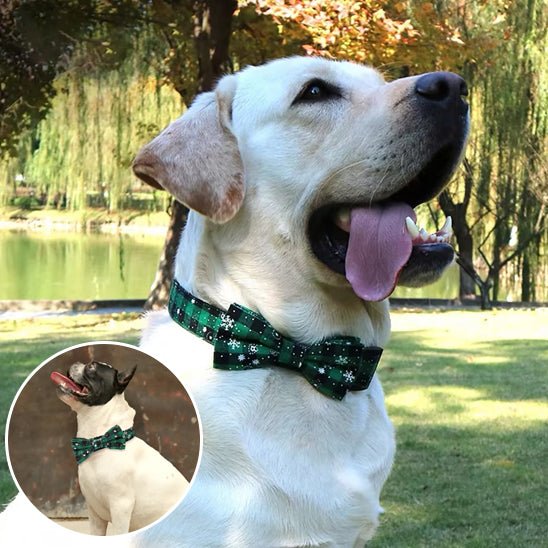 collier chien personnalisé - GR - Mon chien confortable