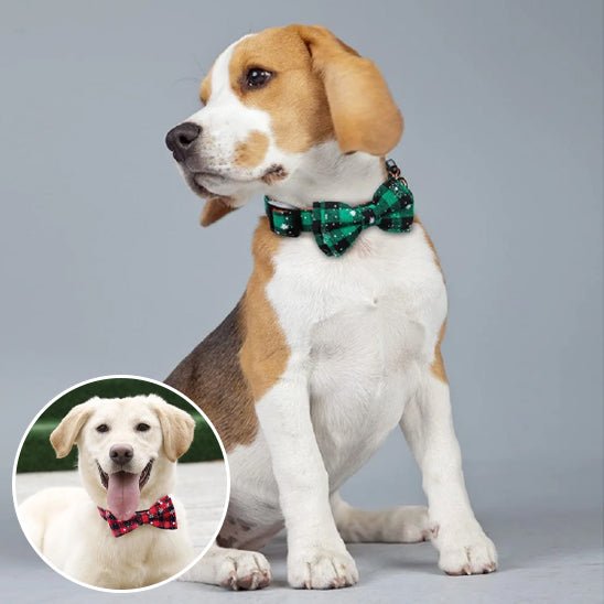 collier chien personnalisé - GR - Mon chien confortable